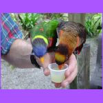 Bob Feeding Birds.jpg